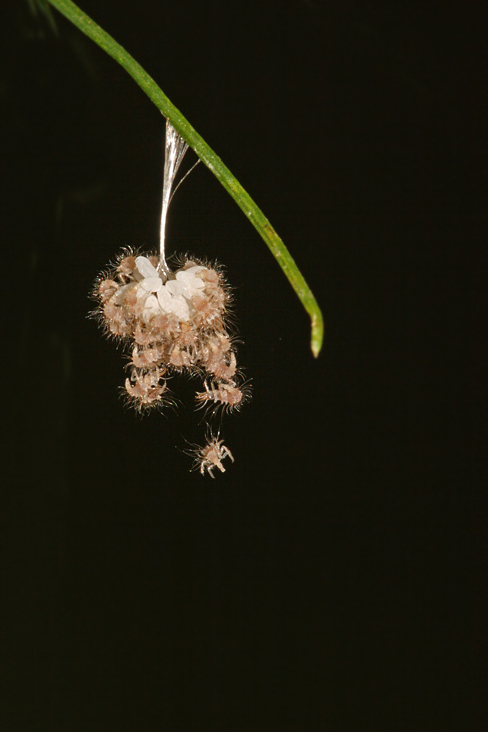 uova di Crysopidae vari